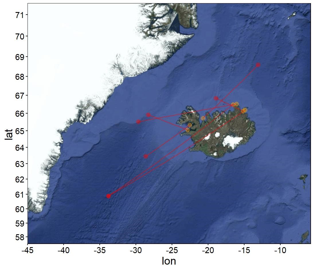 Endurheimtur á merktu hrognkelsi