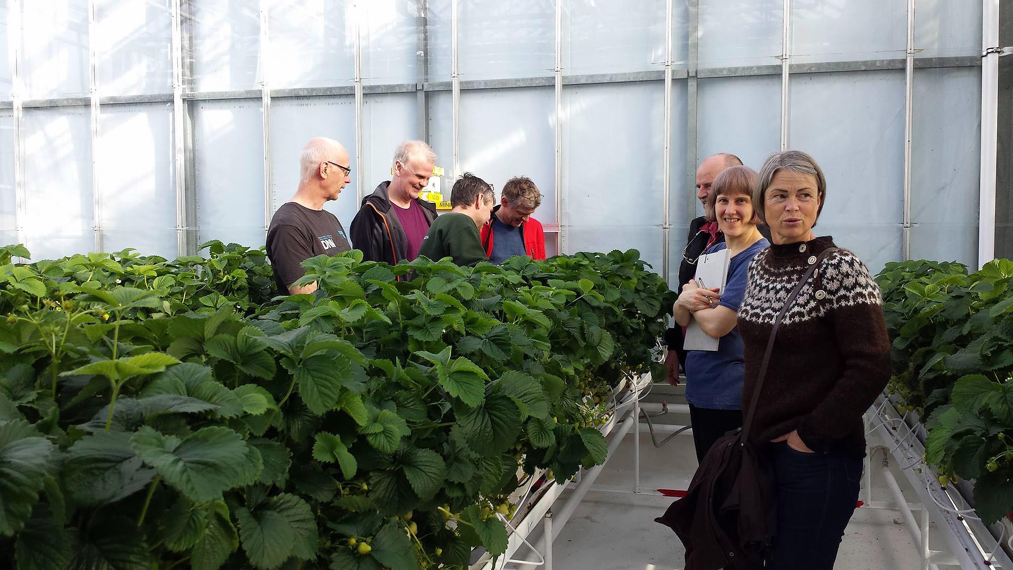 Búvörusamningar í garðyrkju: Hafa aukið fjölbreytni og framboð á gæðavörum allt árið