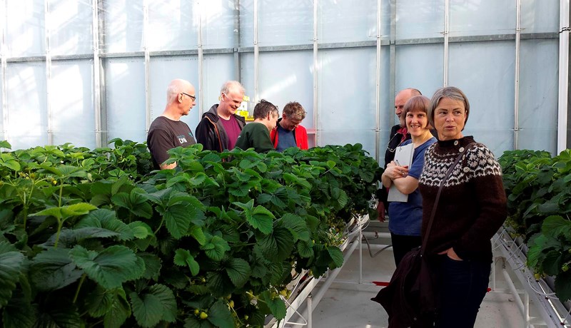 Búvörusamningar í garðyrkju: Hafa aukið fjölbreytni og framboð á gæðavörum allt árið