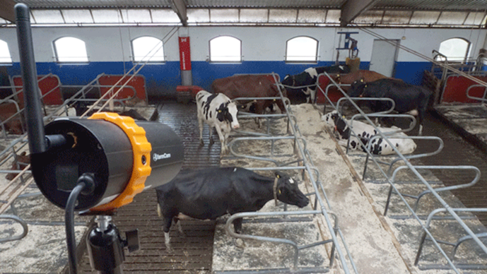 Myndbandsgreining finnur tækifærin í fjósinu