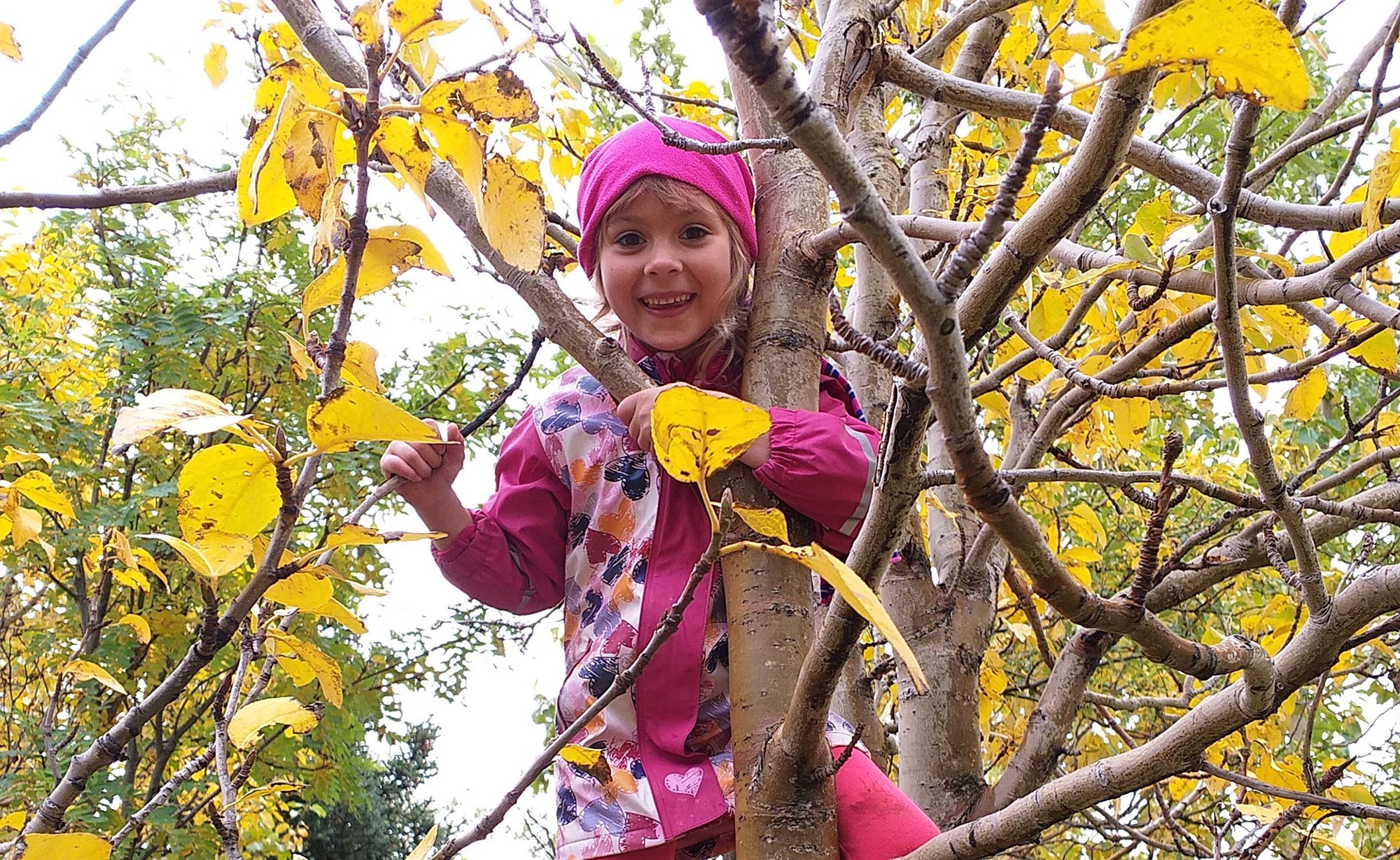 Skógrækt í Grunnskóla Drangsness í Kaldrananeshreppi á Ströndum