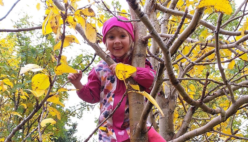 Skógrækt í Grunnskóla Drangsness í Kaldrananeshreppi á Ströndum