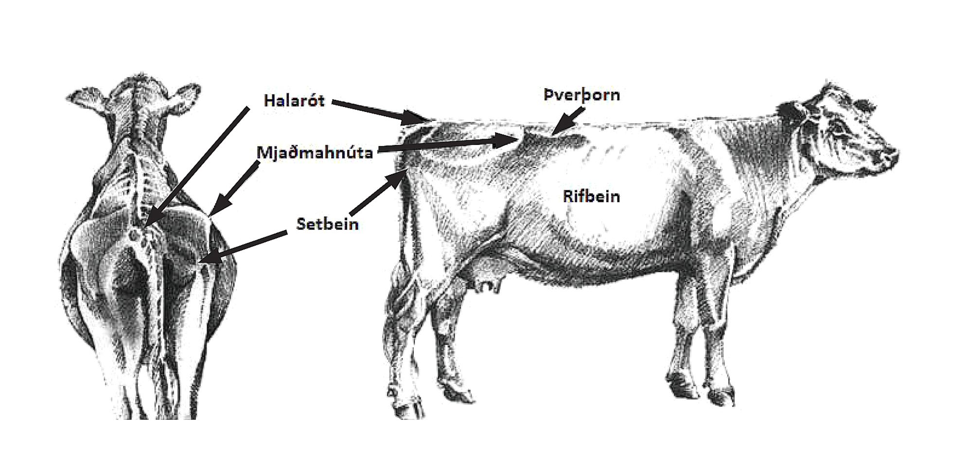 Rétt holdastig við burð stóreykur líkur á góðu mjaltaskeiði