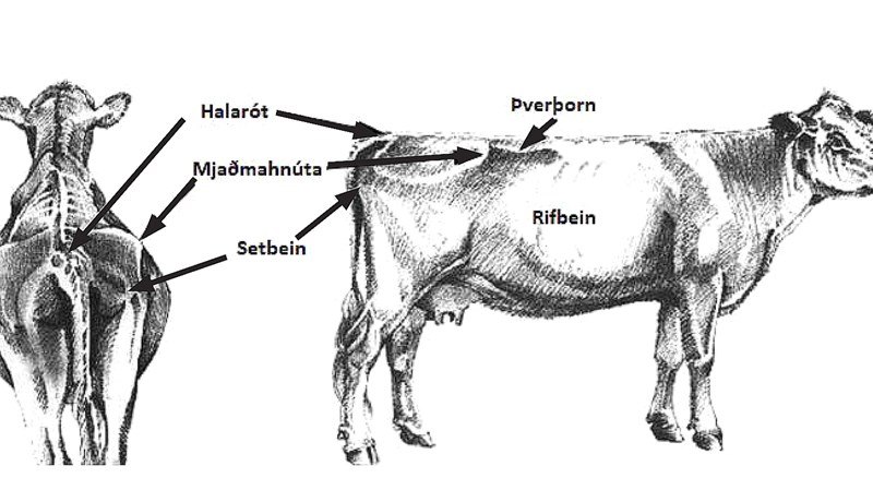Rétt holdastig við burð stóreykur líkur á góðu mjaltaskeiði