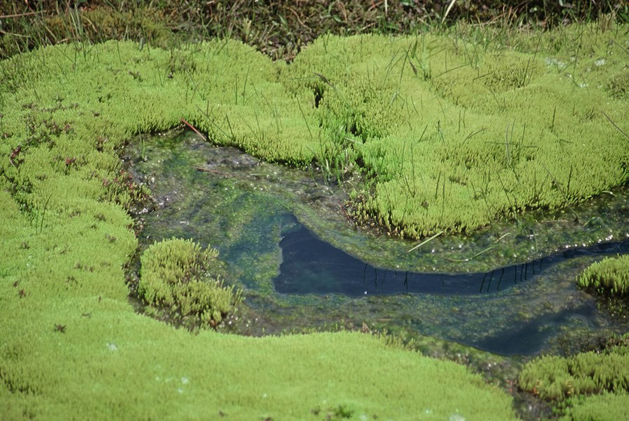 Stefnt er að því að málefni líffræðilegrar fjölbreytni fái meira vægi í opinberri stefnumótun, áætlanagerð og ákvarðanatöku á öllum stjórnsýslustigum.
