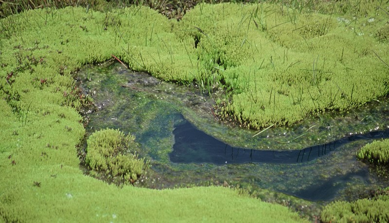 Hvers vegna að endurheimta íslenskar mýrar?