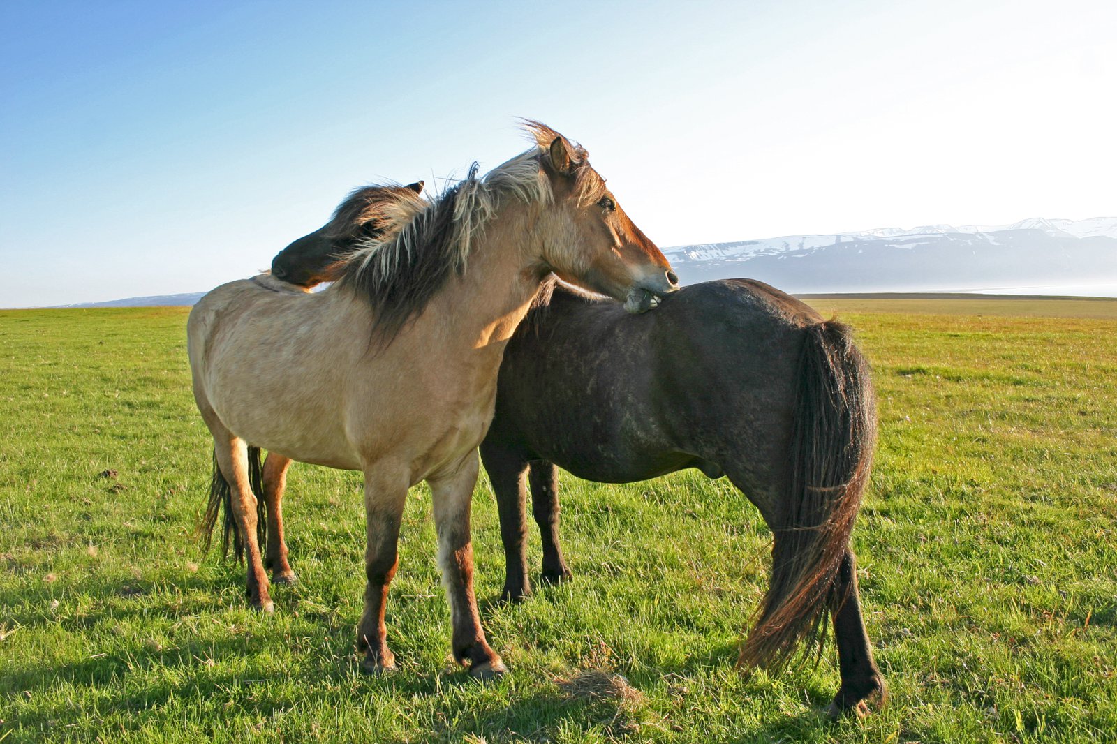 Fylgir þú reglum um hestahald