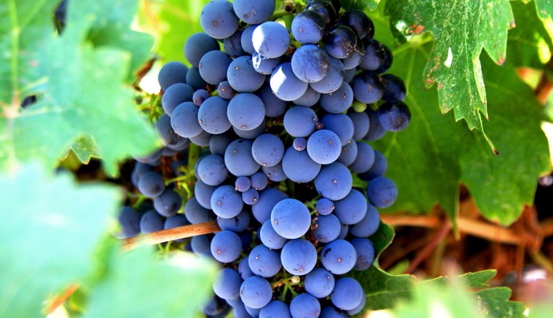 Vínviður og veigar guðs