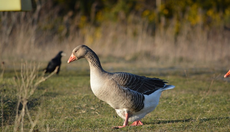 Enn reynt að fá leyfi til veiða á ágangsfuglum