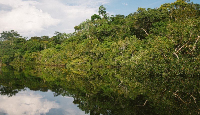 Fleiri tegundir trjáa til - en áður var talið