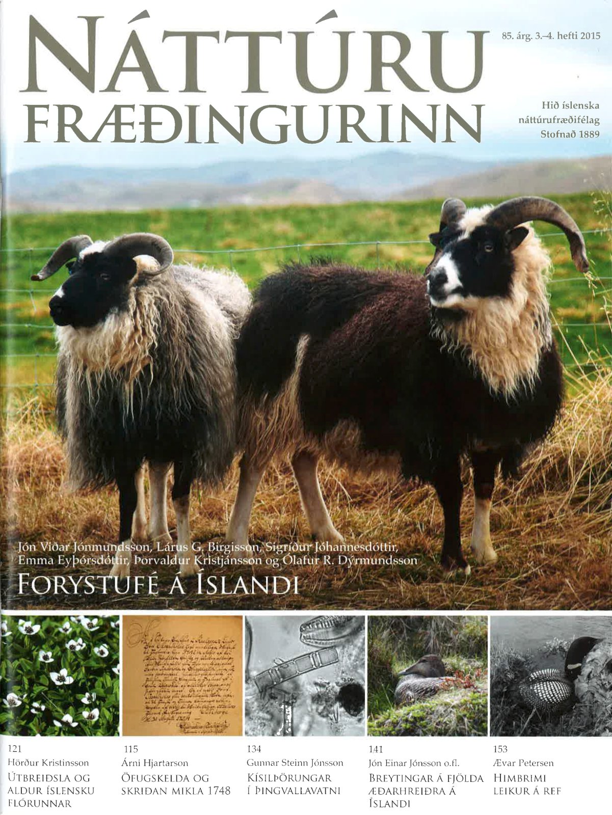 Forystufé í forgrunni