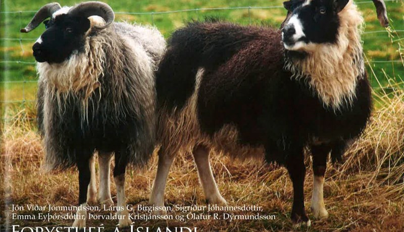 Forystufé í forgrunni