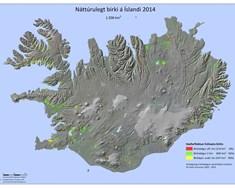 Birki þekur 1,5% landsins