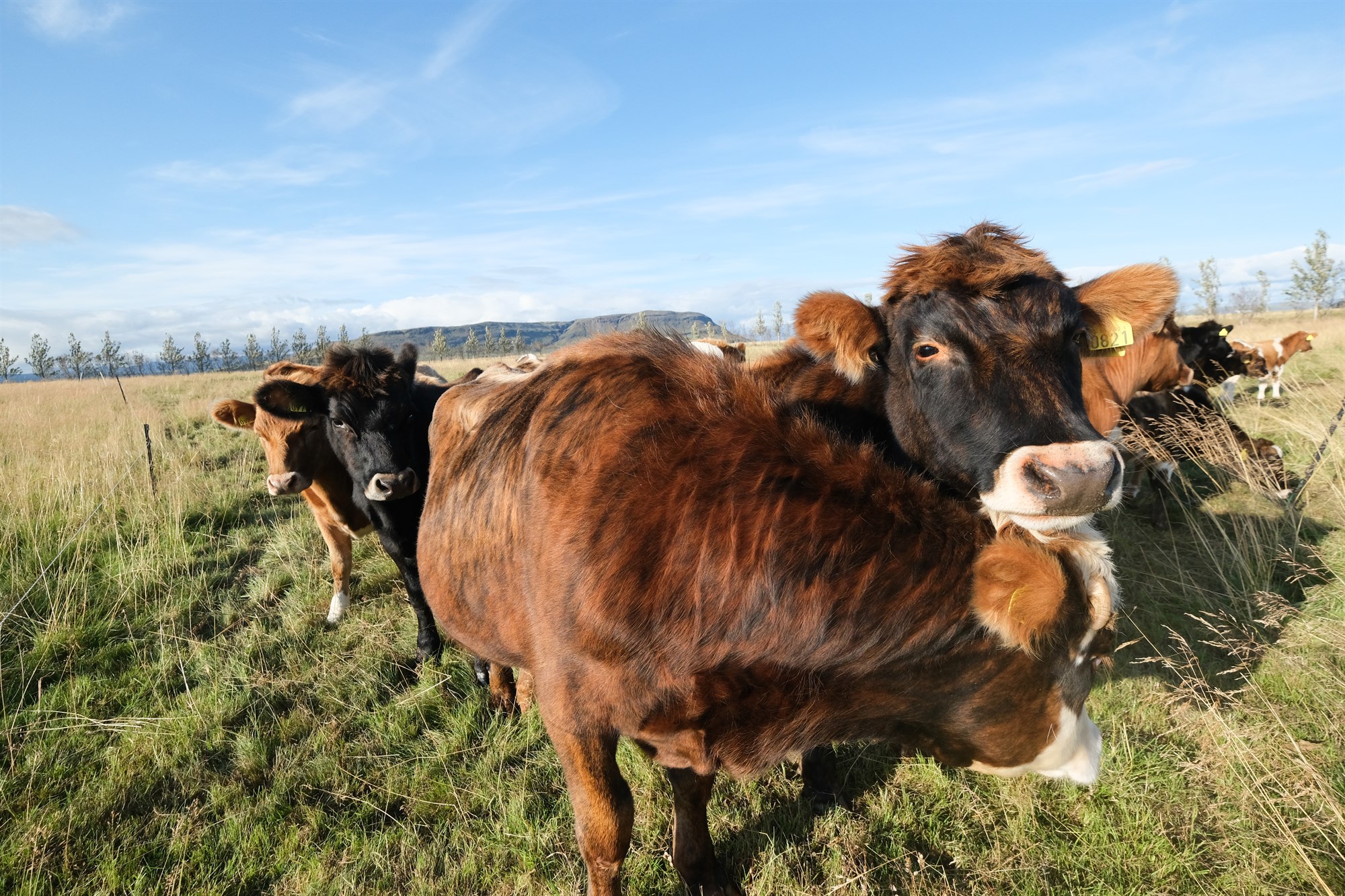 Niðurstöður skýrsluhaldsársins í nautakjötsframleiðslunni 2024