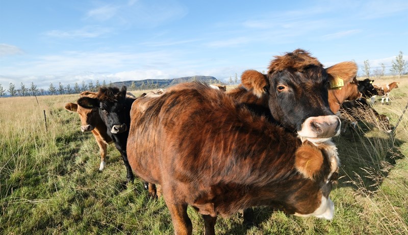 Niðurstöður skýrsluhaldsársins í nautakjötsframleiðslunni 2024