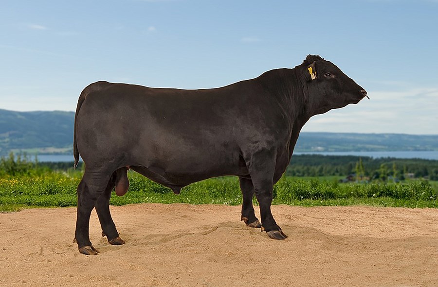 Innflutningur erfðaefnis skilar góðum árangri