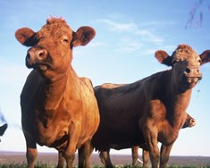 Erfðagreining eykur rekjanleika nautakjöts