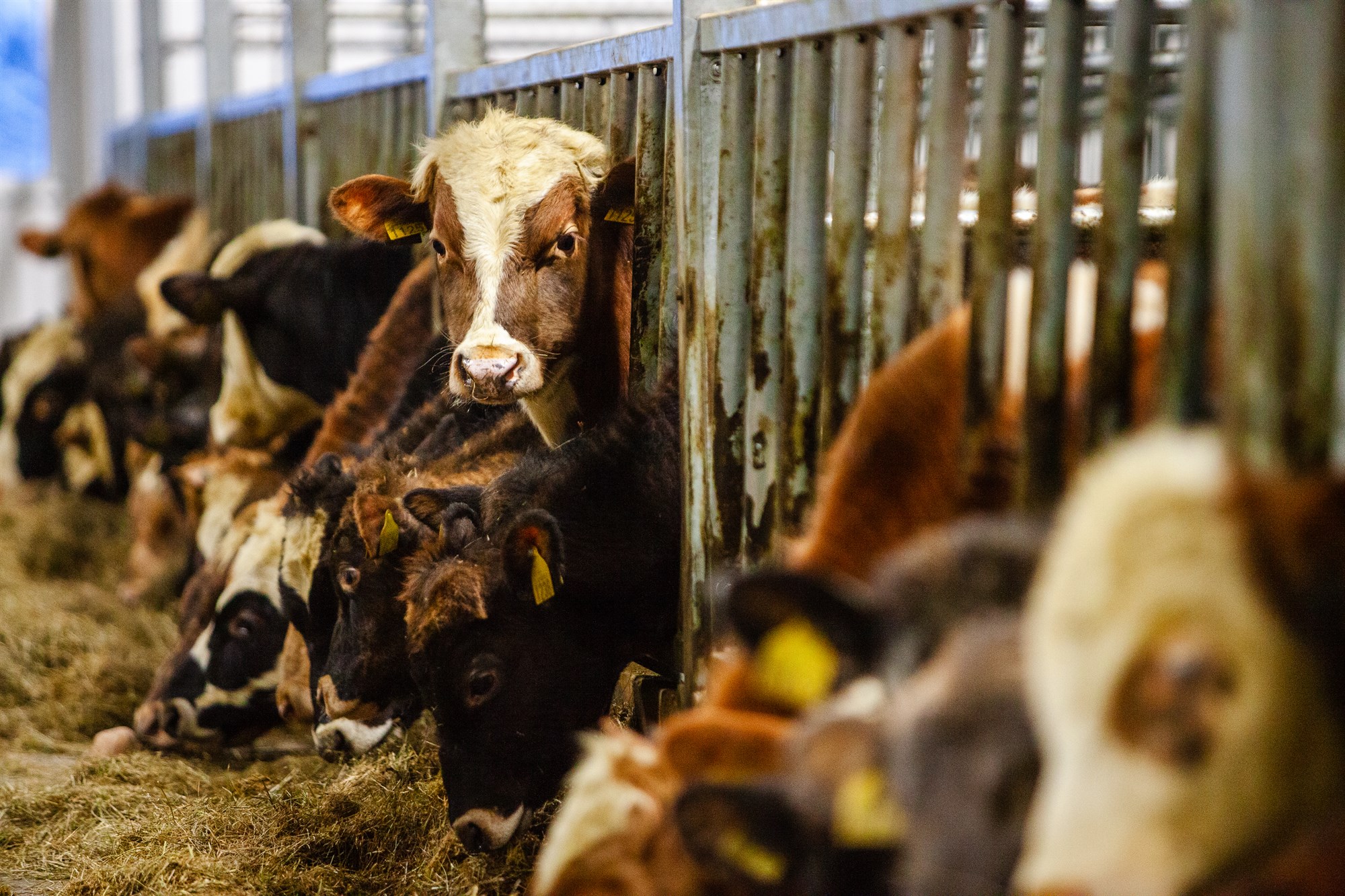 Salmonella á Kvíabóli