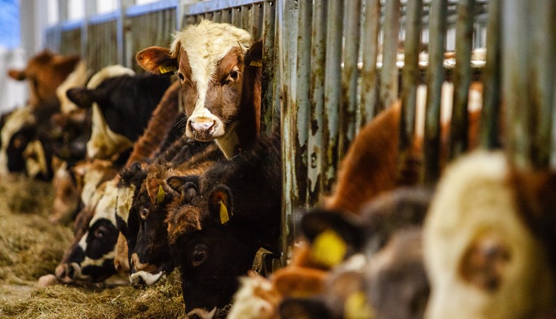 Sigurbjörg Ottesen í formannsframboð