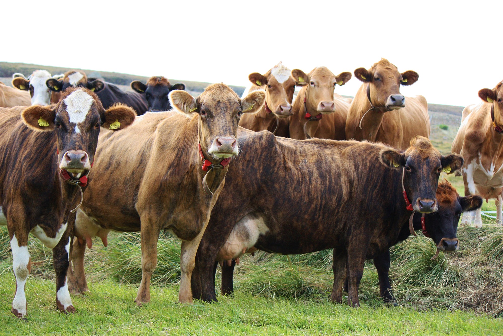 Alla nautakjötsframleiðendur við sama borð