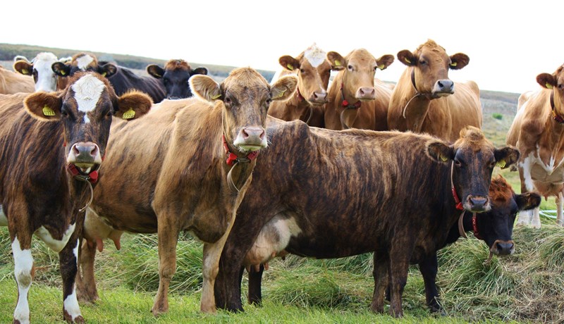 Alla nautakjötsframleiðendur við sama borð