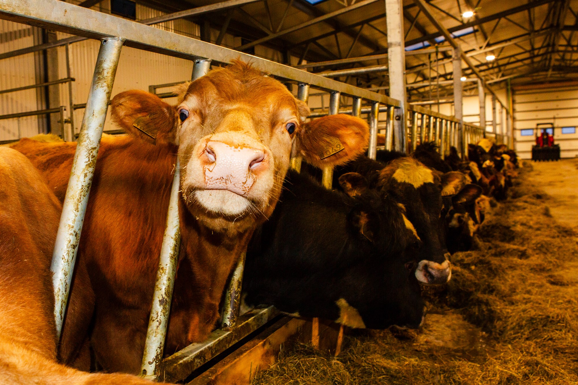 Slæm afkoma hamlar nautakjötsframleiðslu