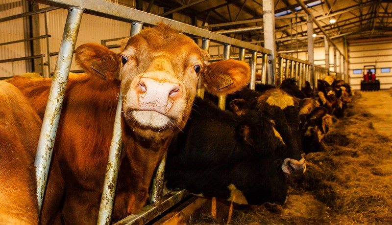 Slæm afkoma hamlar nautakjötsframleiðslu