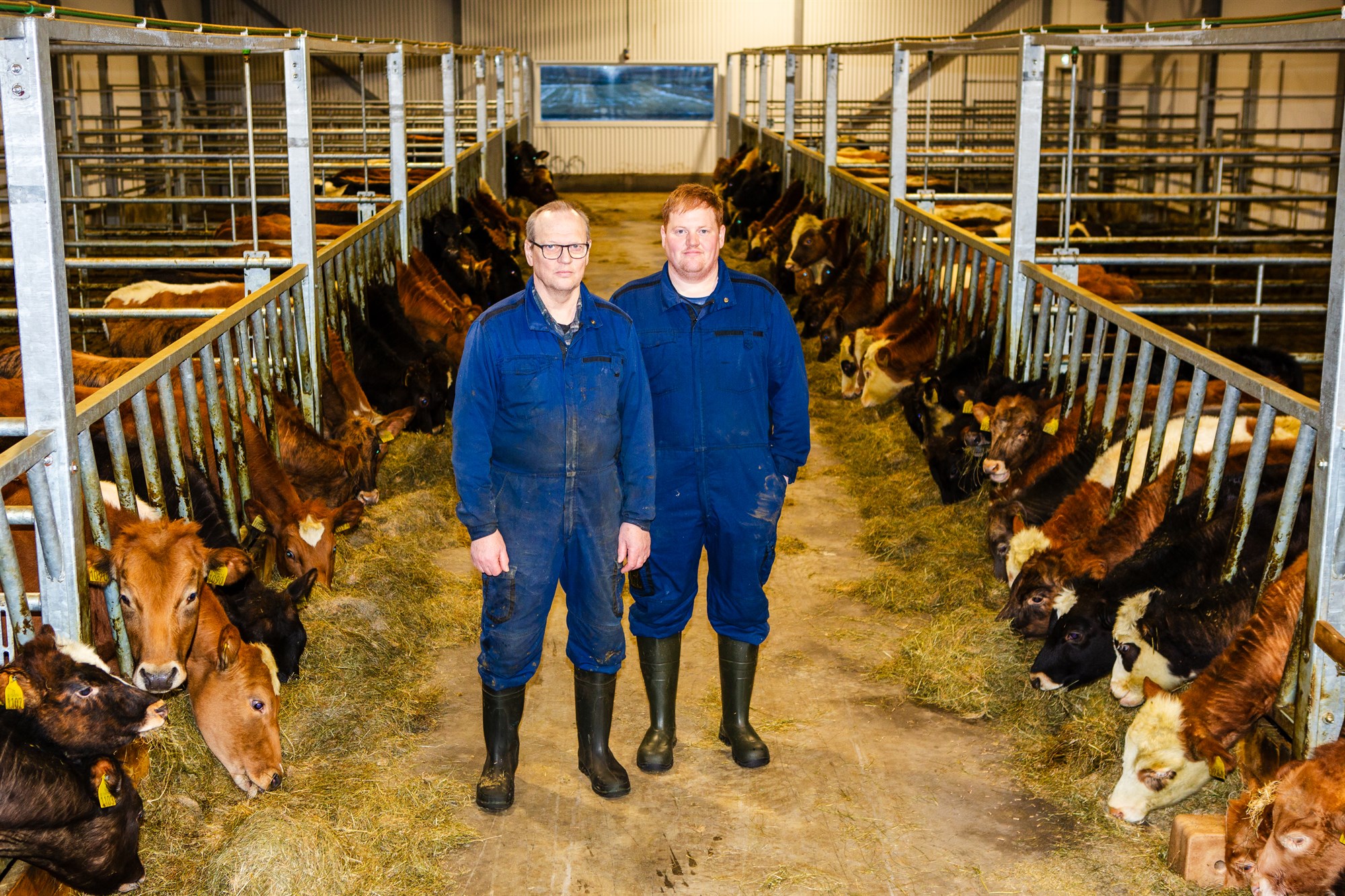 Byggðu nautahús til að rýmka um kýrnar