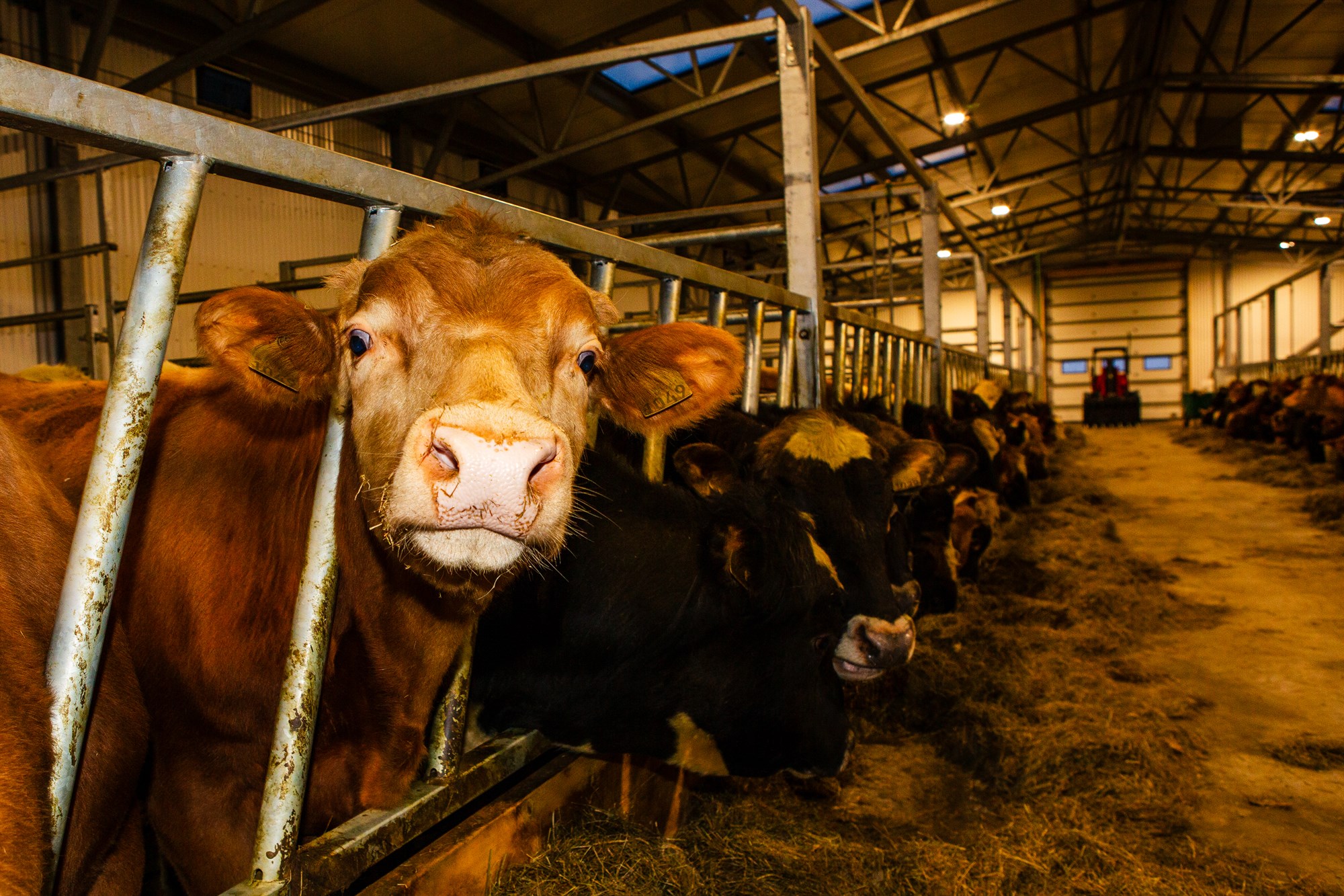 Þróunarverkefni búgreina styrkt