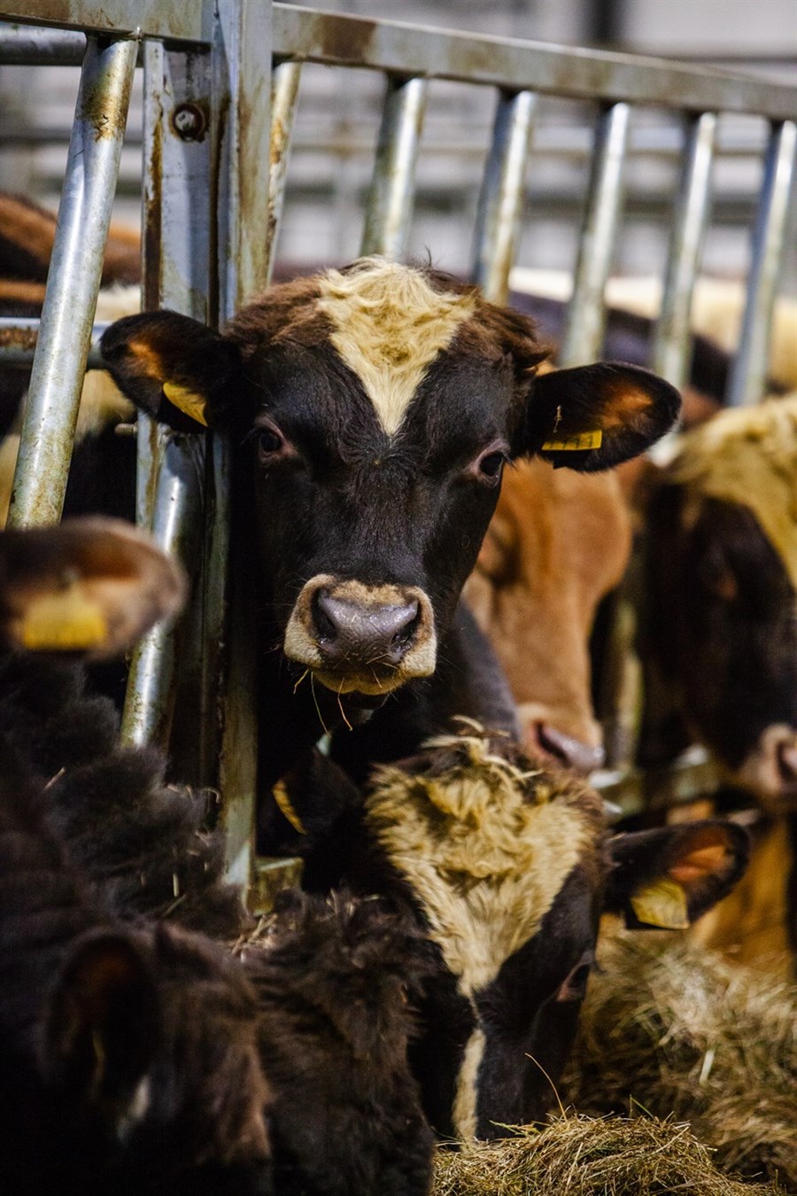 Nautgripabændur funda 