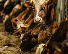 Nautgripabændur velja nýjan formann