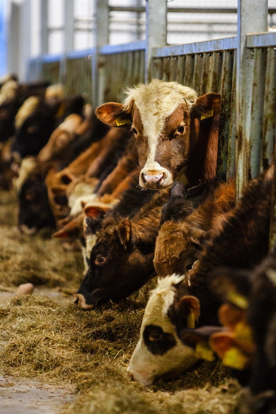 Nautgripabændur velja nýjan formann