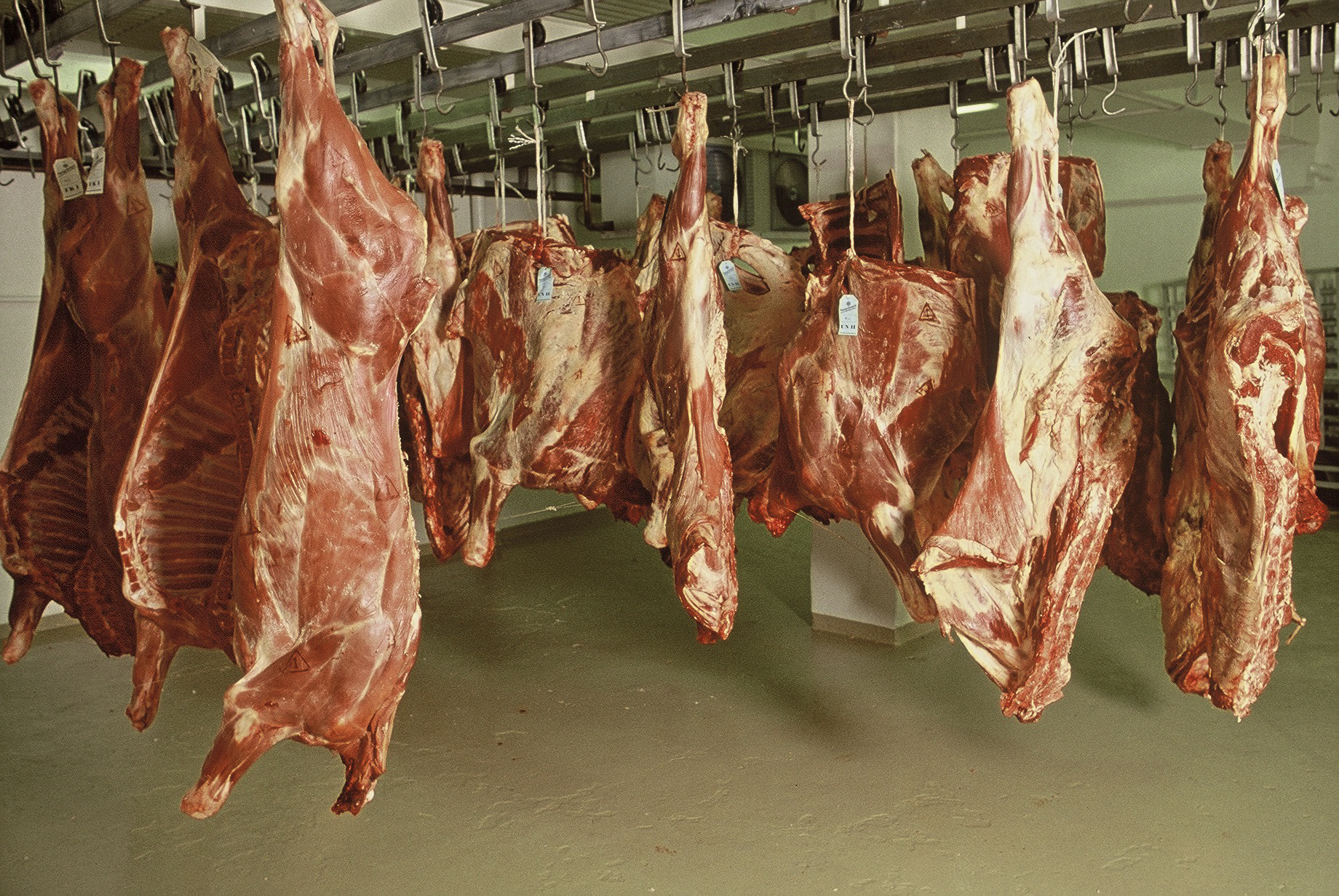 Niðurstöður skýrsluhaldsársins 2021 í nautakjötsframleiðslunni