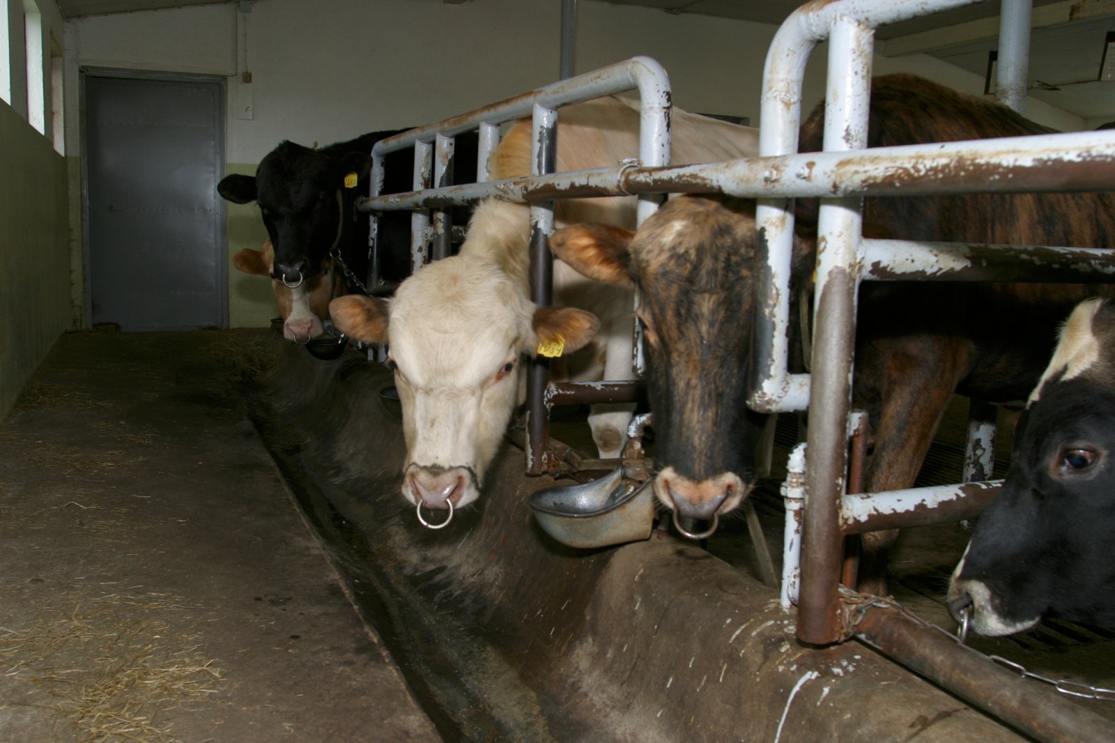 Eðlilegt að búgreinin beri ábyrgð á ræktunarstarfinu