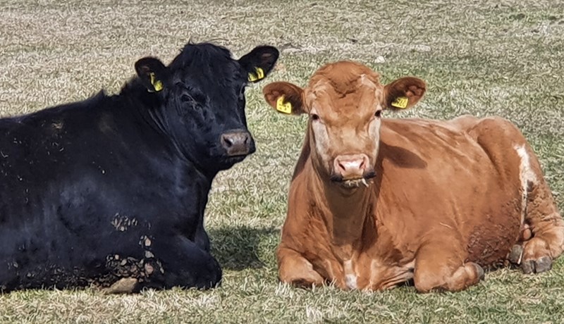 105 umsóknir bárust um fjárfestingarstuðning vegna framkvæmda í nautgriparækt 2020