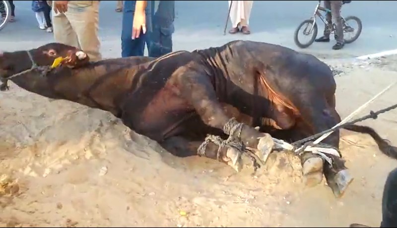 Ill og ólögleg meðferð á sláturgripum