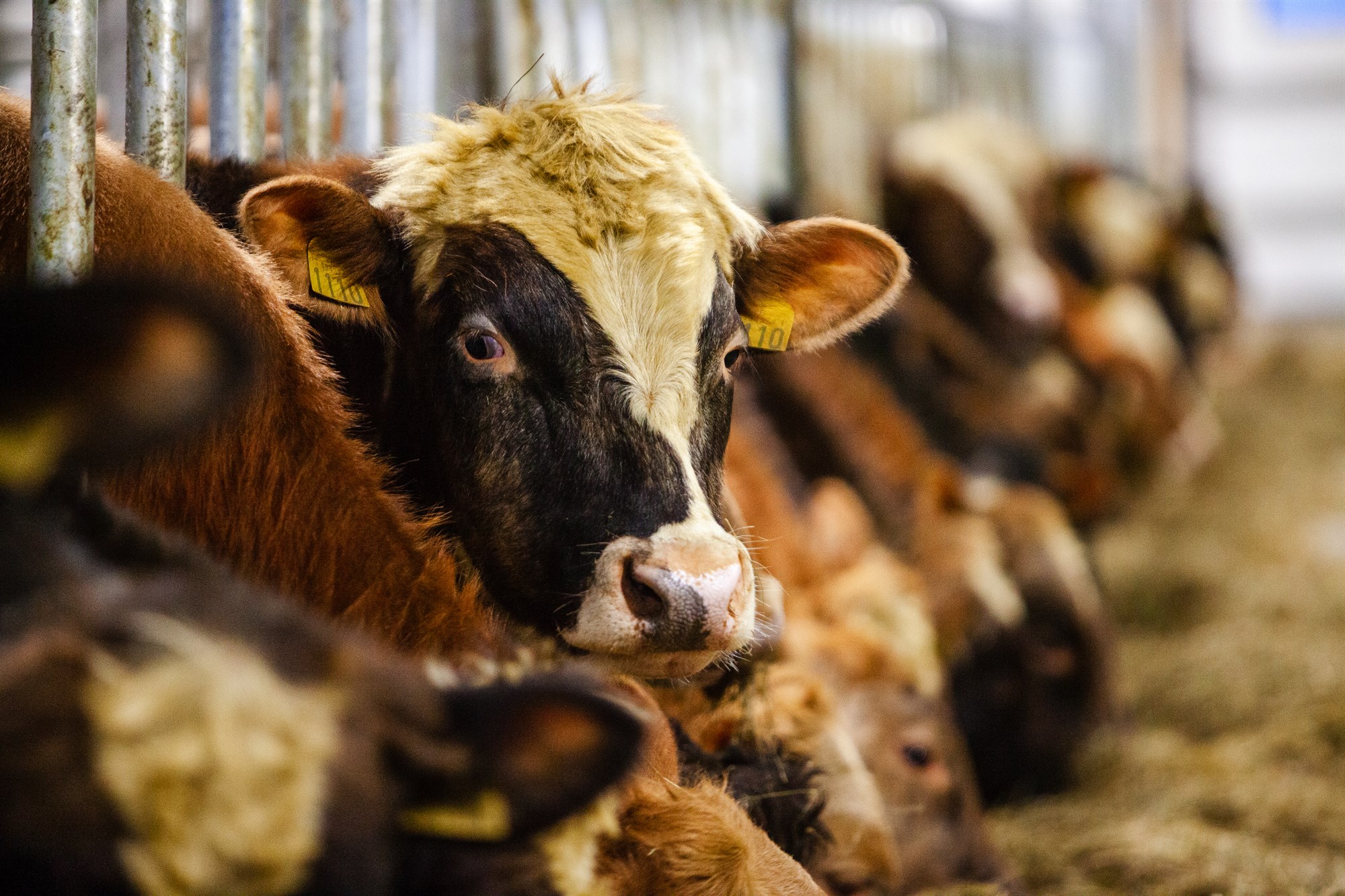 Dæmdur fyrir vanrækslu nautgripa