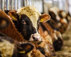 Dæmdur fyrir vanrækslu nautgripa