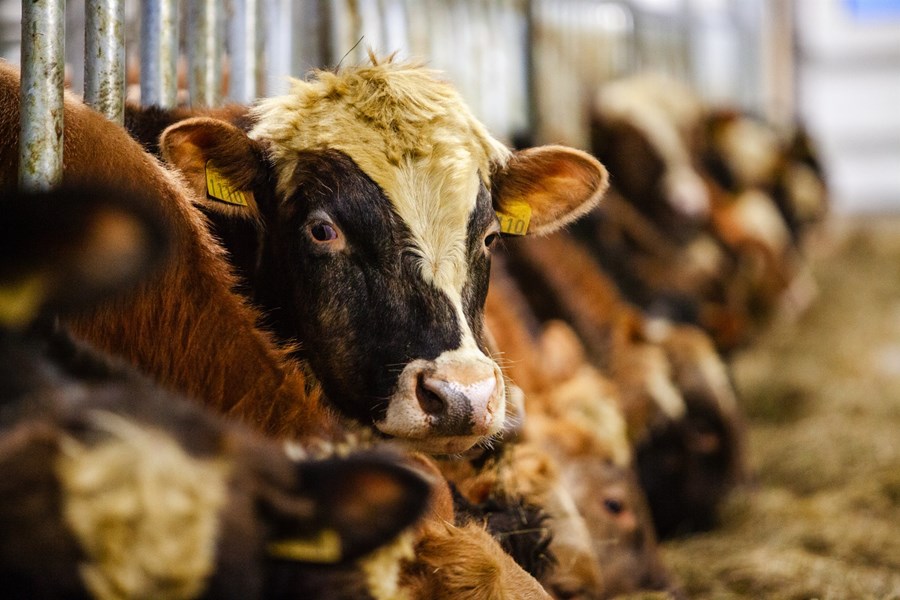 Nautgripabóndi hefur verið dæmdur fyrir stórfellda vanrækslu á dýrum sínum á meðan hann var í miklu andlegu ójafnvægi. Mynd tengist frétt ekki beint.
