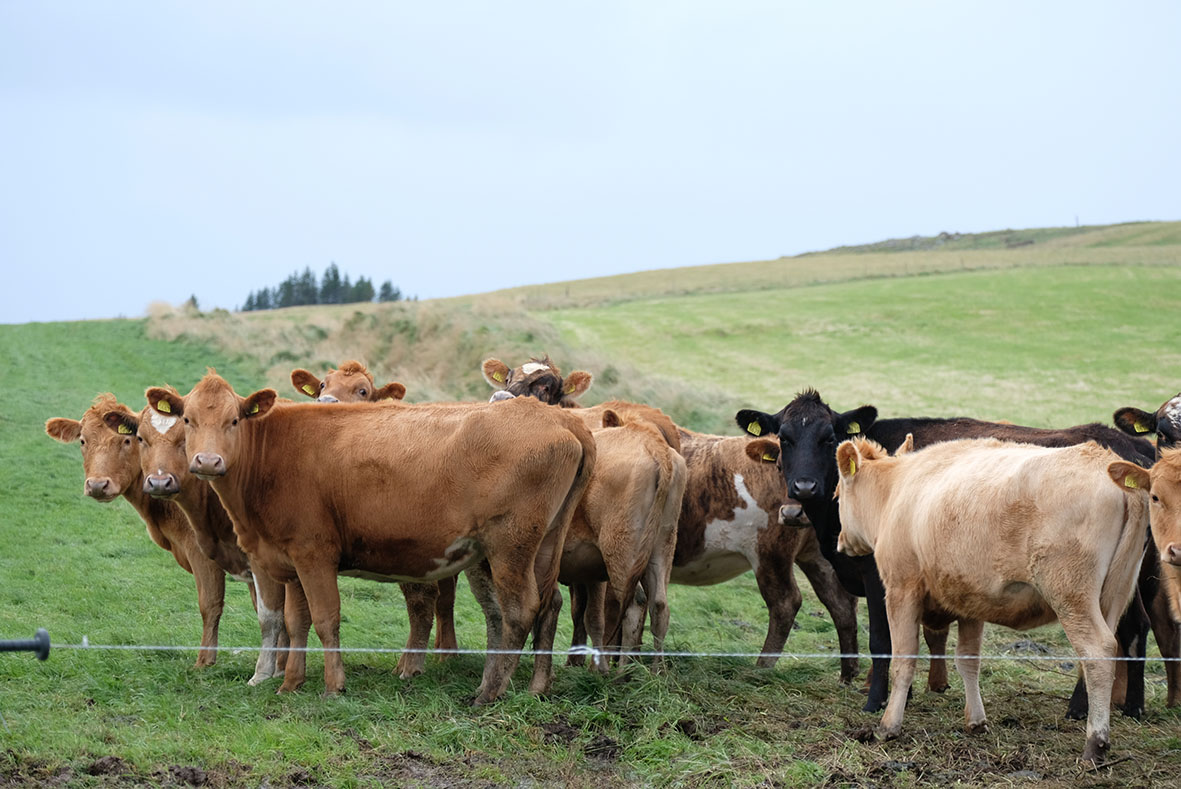 Losun minnkar frá landbúnaði í takti við fækkun sauðfjár