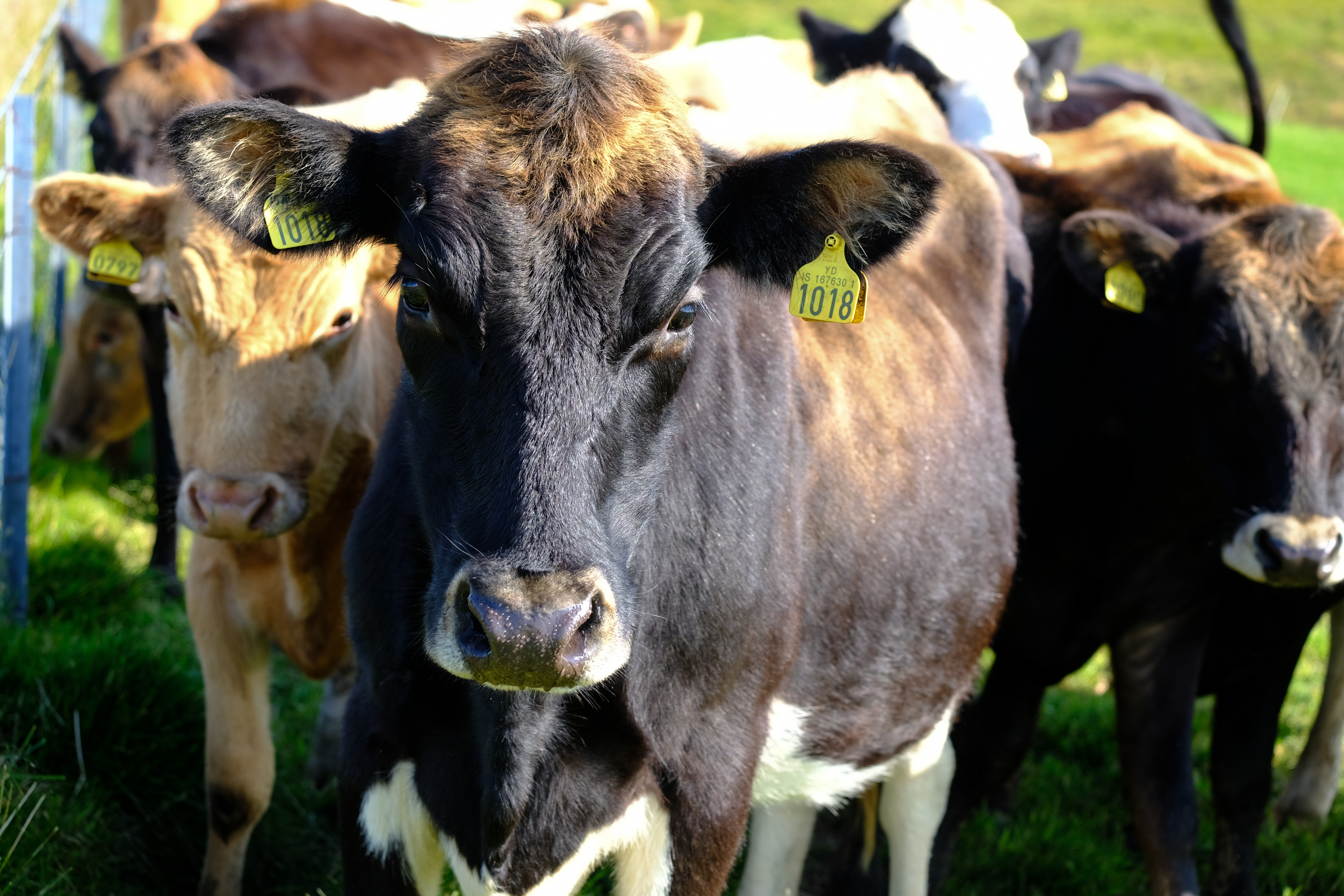 Búfjárrækt ekki eins stórskaðleg fyrir hlýnun jarðar og fullyrt hefur verið