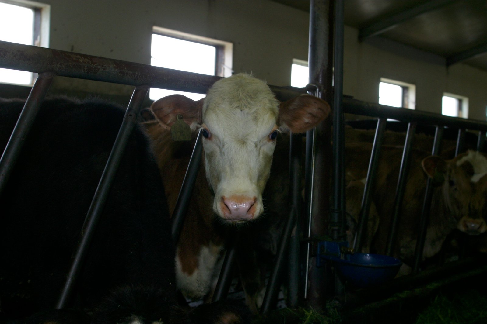 Sýklalyfjanotkun í landbúnaði er langminnst í Noregi og á Íslandi