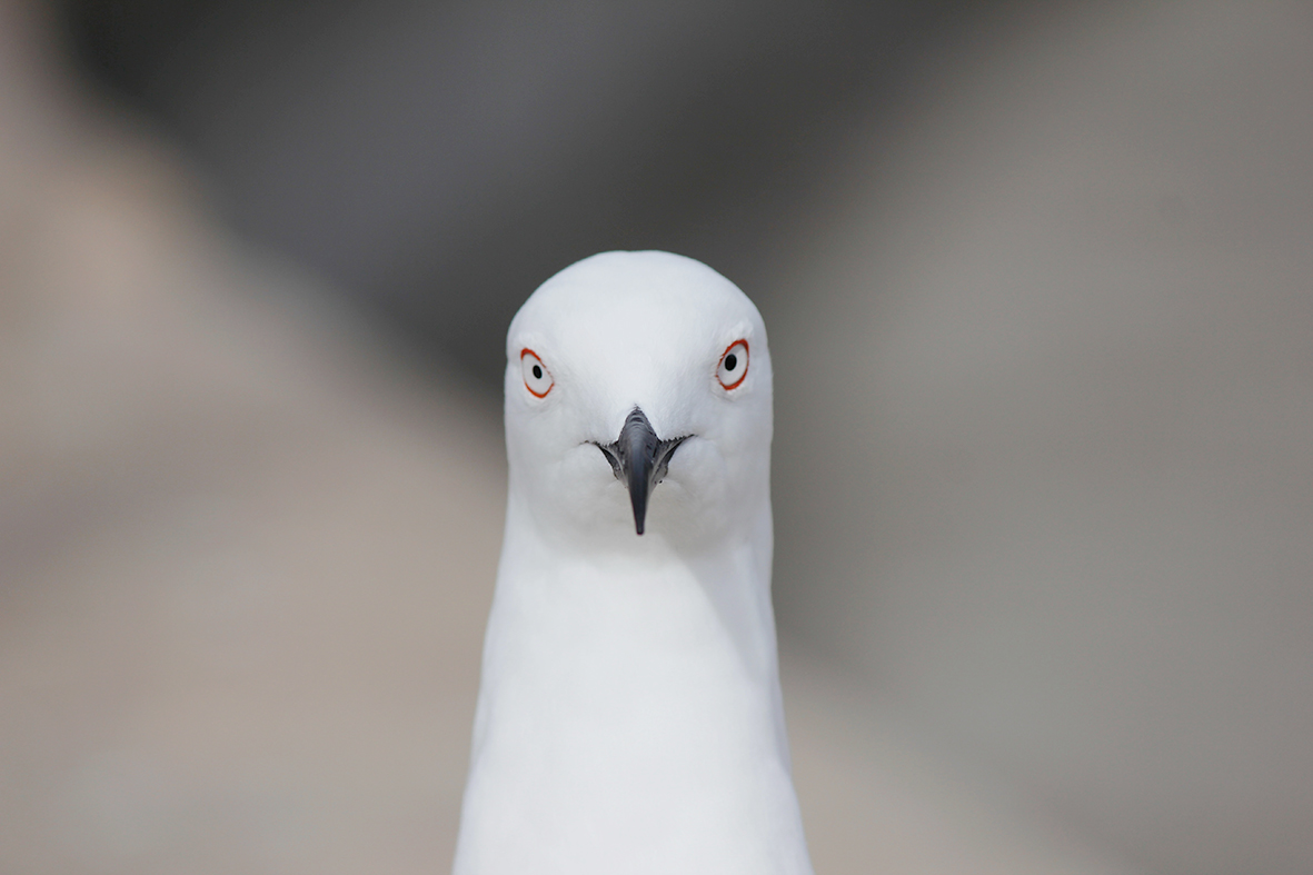 Enn er hætta á fuglaflensu