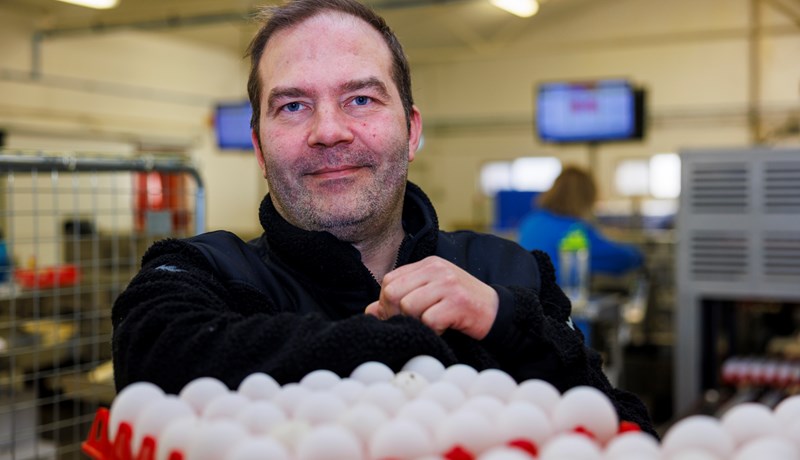 Innlit á hænsnabú