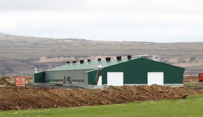 Nesbú með nýtt lífrænt hænsnahús í Flóanum fyrir 18 þúsund fugla