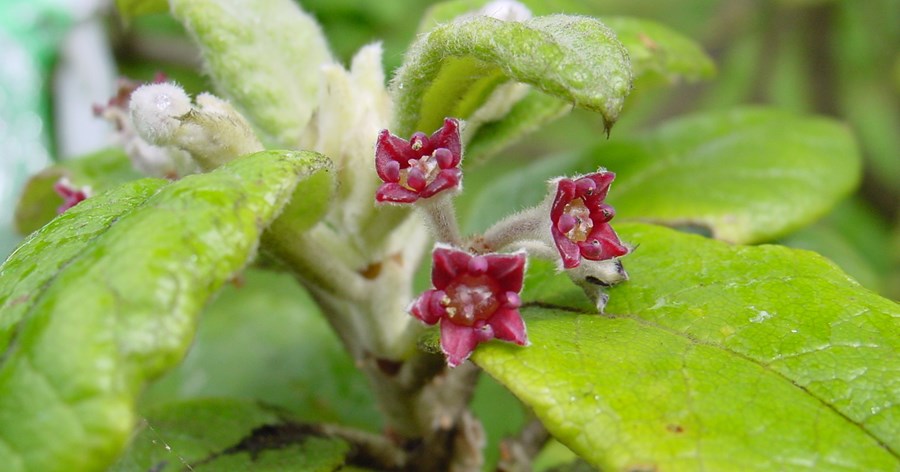 Mikill fjöldi plantna hefur dáið út
