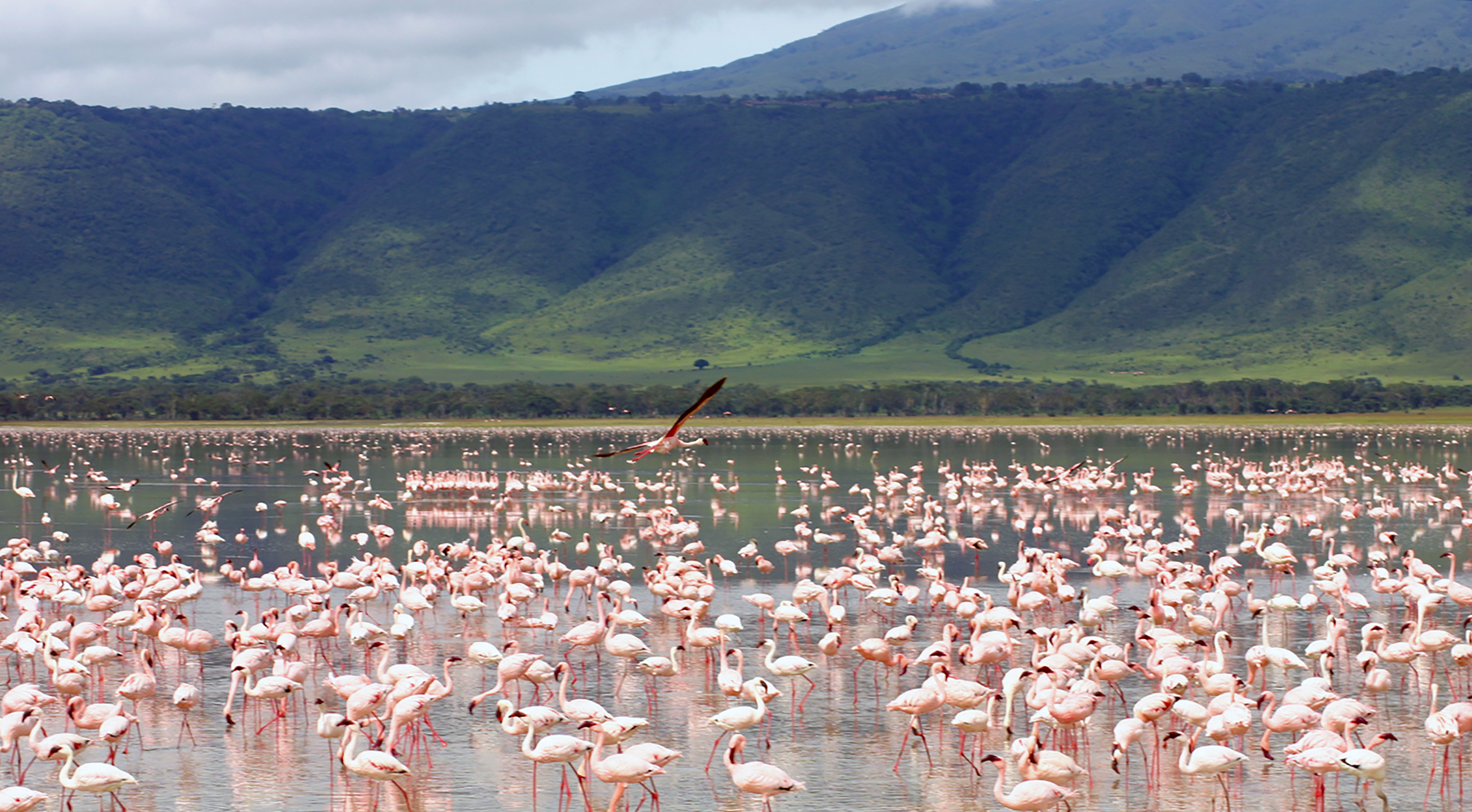 Skortur á fosfati gæti leitt til vandræða í matvælaframleiðslu á komandi áratugum