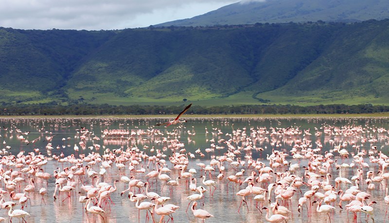 Skortur á fosfati gæti leitt til vandræða í matvælaframleiðslu á komandi áratugum