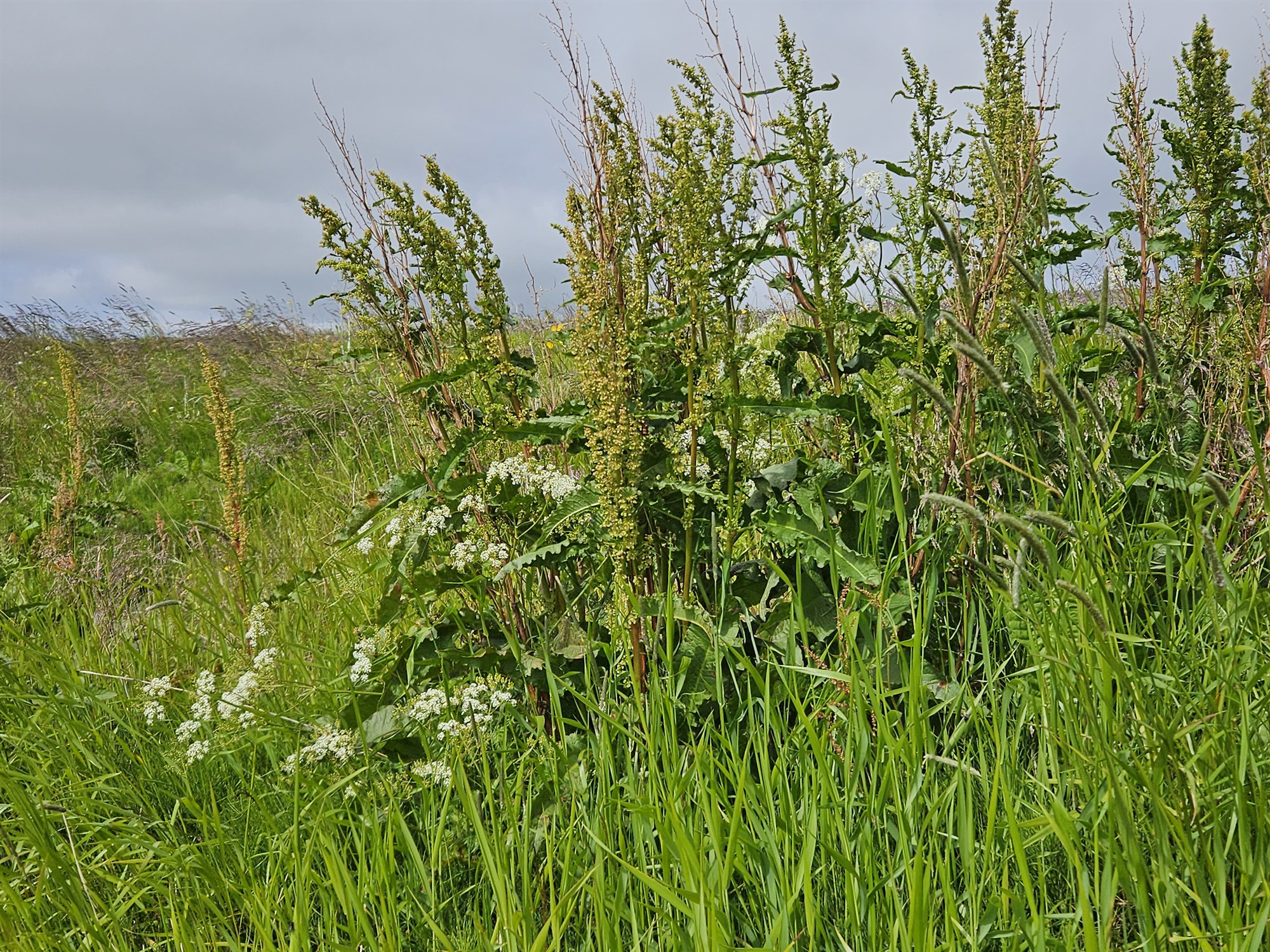 Burt með allan njóla og kerfil
