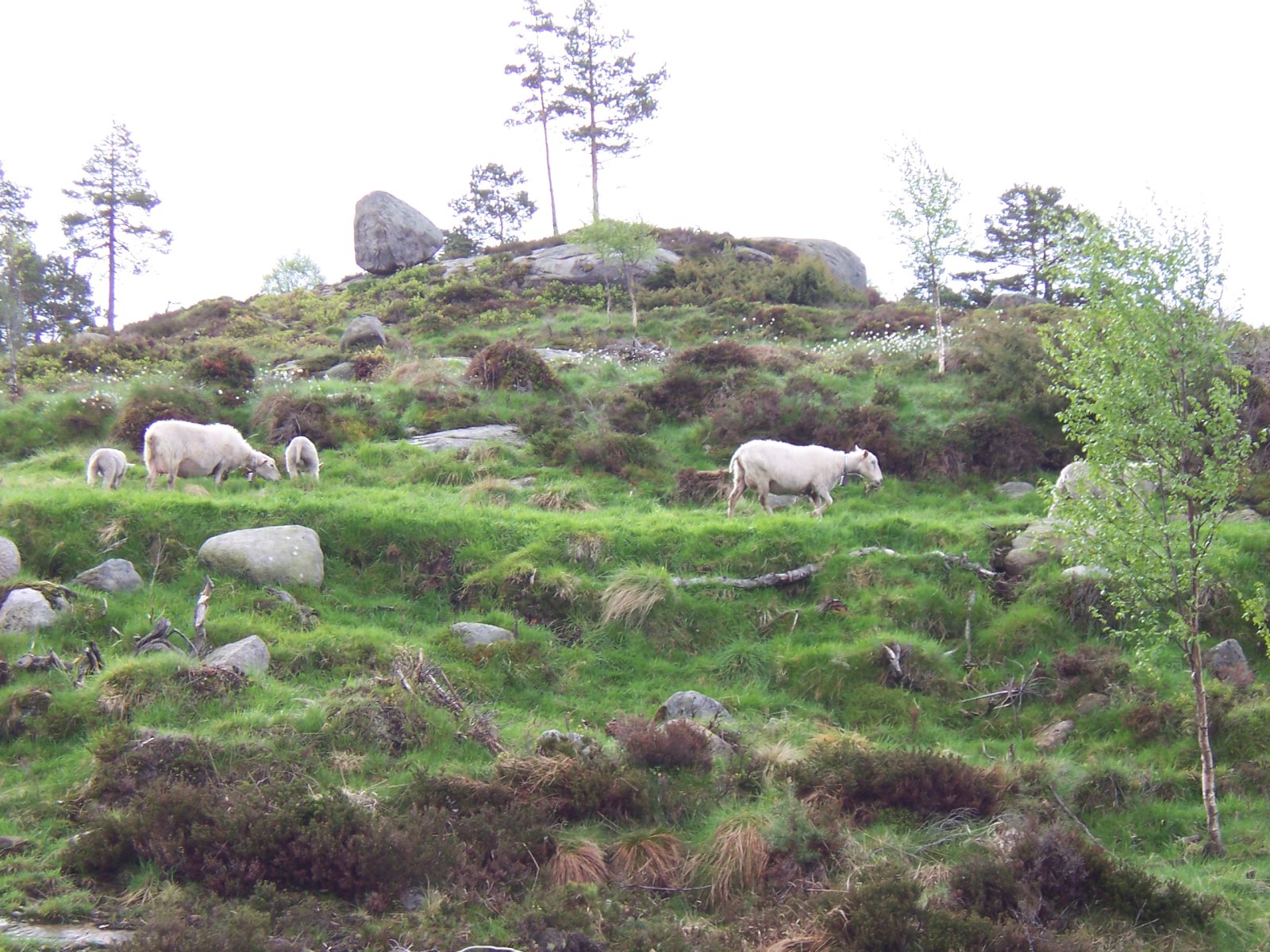 Samanburður á einu og öðru í ræktunarstarfi sauðfjár á Íslandi og í Noregi – seinni hluti